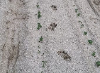 ‘악어 출현’ 소동 이어 표범까지..경북서 무슨 일