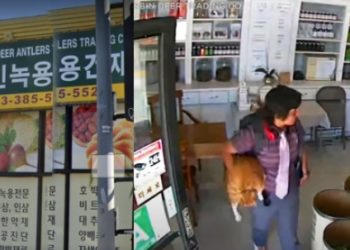 [이런 일도] 한인타운 녹용 건재상에 괴이한 고양이 도둑(영상)