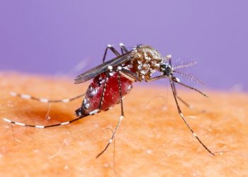 텍사스·플로리다주에서 20년 만에 말라리아 발생 -CDC