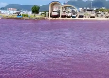 핏빛으로 물든  일본 바다..”냉각수 누출?”(영상)