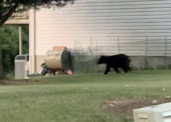 “컵케이크 60개 먹었다고?”…코네티컷주 곰 사살 합법화