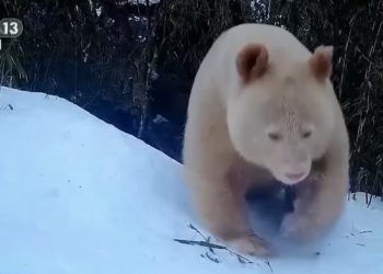 세계유일 ‘백색증’ 자이언트판다 근황 첫 공개