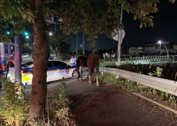 한밤 승마장서 말 2마리 탈주 소동 “발정기여서..”