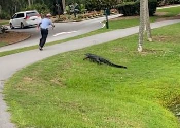 뒤돌아 본 낚시꾼 ‘기겁’…연못 속 악어 돌진(영상)