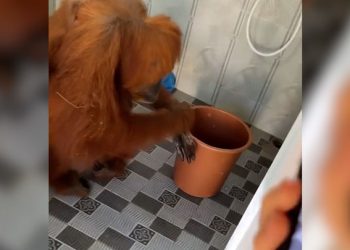 손 씻고 음료수 꺼내 마신 오랑우탄(영상)