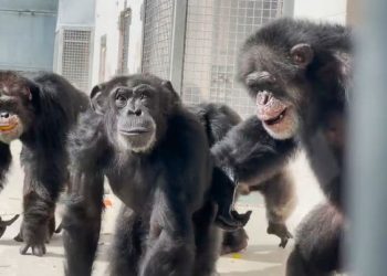 하늘 처음 본 침팬지…눈을 떼지 못했다 (영상)