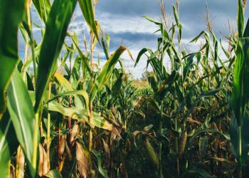 미 옥수수 재배지 70% 가뭄 피해 악화