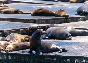 남가주 해안서 돌고래, 바다사자 떼죽음..1주일새  1000여건