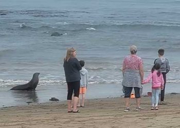 남가주 바다 녹조류 독성물질 확산..해양동물 죽음 속출