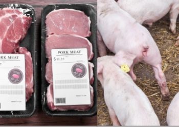 캘리포니아 베이컨법(발의안12) 1일 발효..돼지고기값 급등 우려