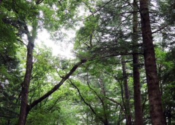 ‘한류 대표명소 따라가는  49개 한국 여행코스