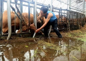 극한 폭우에  가축 58만 마리 폐사·농작물 2.7만㏊ 침수