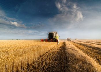 유럽 8.2% 미 8.5%…러 위협으로 국제 밀 가격 급등