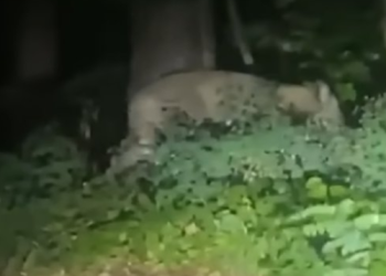 사자 출몰 베를린 발칵…탈출한 곳 없는데 어디서?(영상)