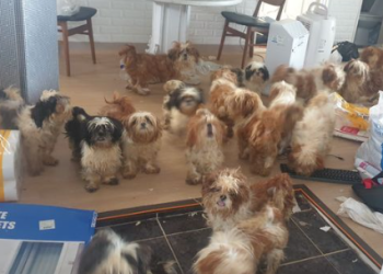 누더기 시츄 50마리 방치하고 사라진 세입자