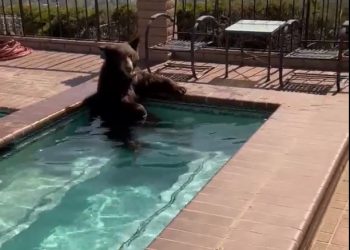 버뱅크 주민들, 곰들에게 수영장 뺏겨…경찰 신고 잇따라(영상)