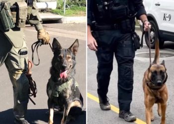 폭염 속 에어컨 고장…경찰견 8마리 떼 죽음