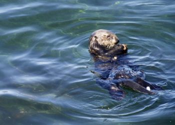 “귀여운 외모 속지 마세요”…캘리포니아 해안 해달주의보, 서퍼 공격