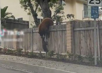 곰가족 담장 넘기 재주…아기 곰 머리를 덥석(영상)