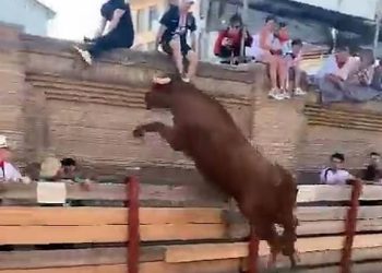 황소를 화나게 하면…펜스 뛰어넘어 공격(영상)