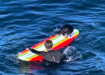 서핑보드 뺏는 캘리포니아 해달…포획 나서