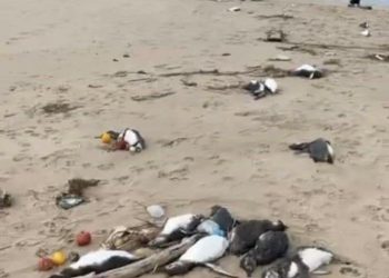 펭귄 2000마리 떼죽음…’영양실조’로 추정