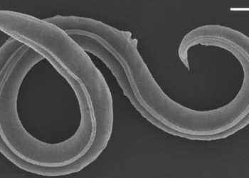 4만6000여년만 시베리아 동토층 벌레 깨어나