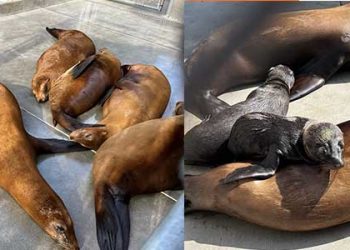 마리나델레이에 물개 임시 휴게소 설치