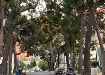 “‘명물’ 가로수 100여 그루 왜 없애려 하나” 버뱅크 주민들 반발