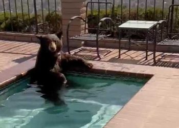 ‘이제 가족들 함께” 곰가족 놀이터 된 수영장