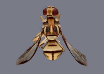 외래종 초파리 남가주 확산…과일 농가 초비상