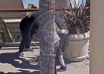 [화제] “이 카드는 안돼” 격투 끝 2700달러짜리 포키몬 카드 지켜(영상)