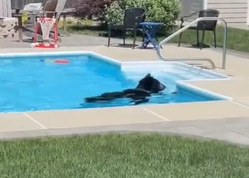 라카냐다, 버뱅크, 아주사 등 집수영장 곰 목격(영상)