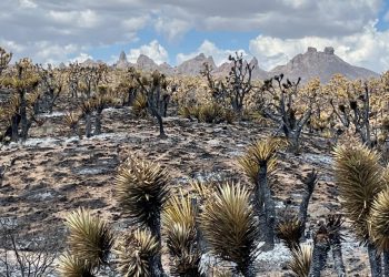 요크산불, 조슈아트리 수천 여 그루 소실…8만 2천 에이커 불 타