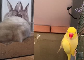 [김학천 타임스케치] 기후 재앙의 시대, 살아 남는 생존 비법