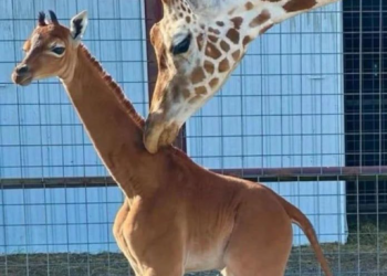 무늬 없는 기린 탄생…테네시 동물원 “세계유일”(영상)