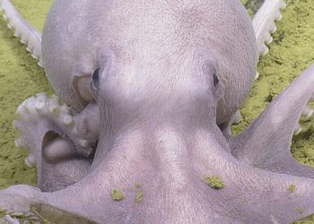 중가주 해안서 문어 수천마리 군락 ‘문어정원’ 발견