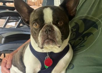 애완견 탑승 거부 당하자 공항에 버리고 떠나