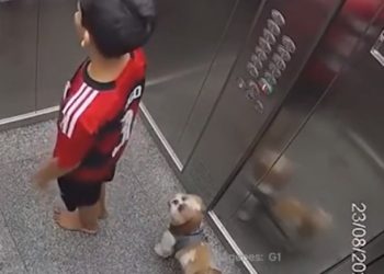 승강기에 목줄 낀 강아지, 몸 날려 구조(영상)