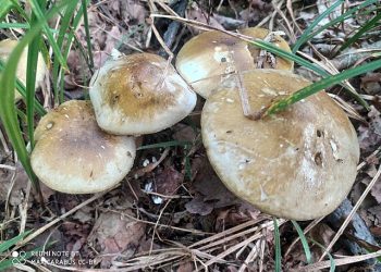 “독살시도?”…며느리 해준 버섯요리에 시부모 사망