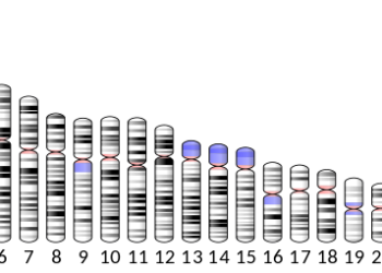 마지막까지 풀리지 않던 Y염색체 염기서열 완전 분석