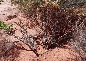 한 달 폭염에 선인장도 고사