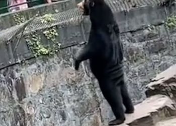 “사람 아닌가요? 진짜 곰 맞아요?”