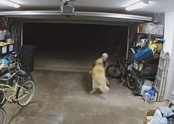 개와 놀다간 절도범, 샌디에고 경찰 공개수배(영상)