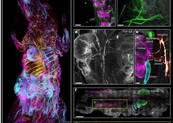 생체세포·조직·뼈 투명기술 개발…투명쥐 만들었다