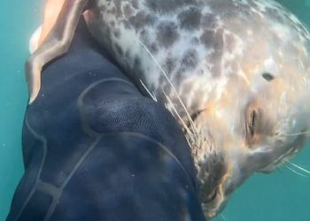 무릎 안고 간지럽히고…바다표범의 애정공세(영상)