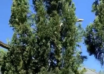 가정집 지붕에 5m 거대 얼룩뱀…일가족 질겁(영상)