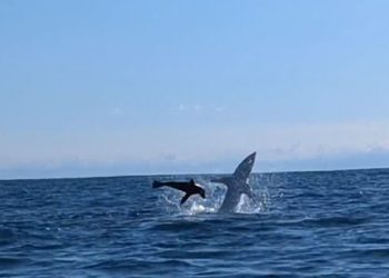 물개 쫓던 백상어 카약 들이받아(영상)