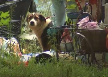 가정집 위탁견 100여마리 방치돼 굶어서 폐사