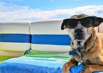 [라이프] 이사할 때 애완견 생활환경도 중요!